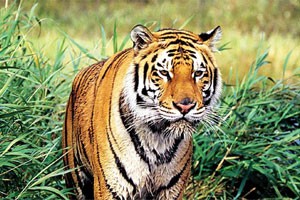 104-tiger-tribes-temples-to