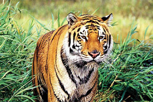 Tiger Tribes Temples tour 104-tiger-tribes-temples-to