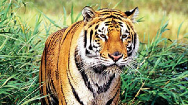 104-tiger-tribes-temples-to